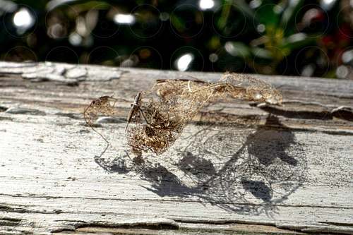 Texas Nature