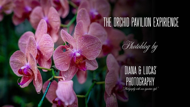 Bloom and Silence: The Orchid Pavilion Experience
