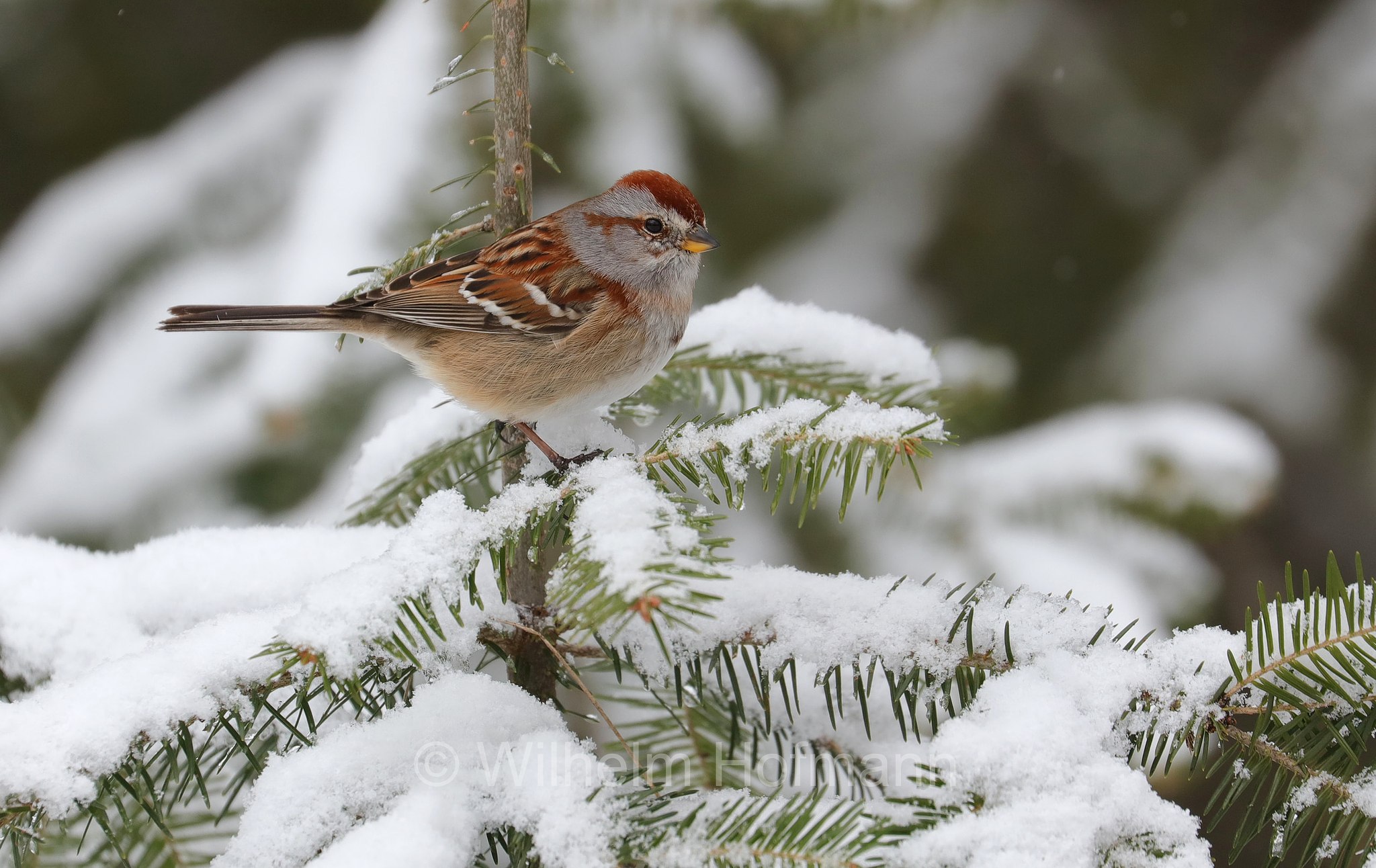 Spizelloides arborea, Spizella arborea, Passerella arborea, American tree sparrow, winter sparrow, Canada bunting, Baumammer, passero arboricolo americano, Costello Creek, Algonquin Provincial Park, Parco provinciale di Algonquin, Ontario, Canada, Kanada