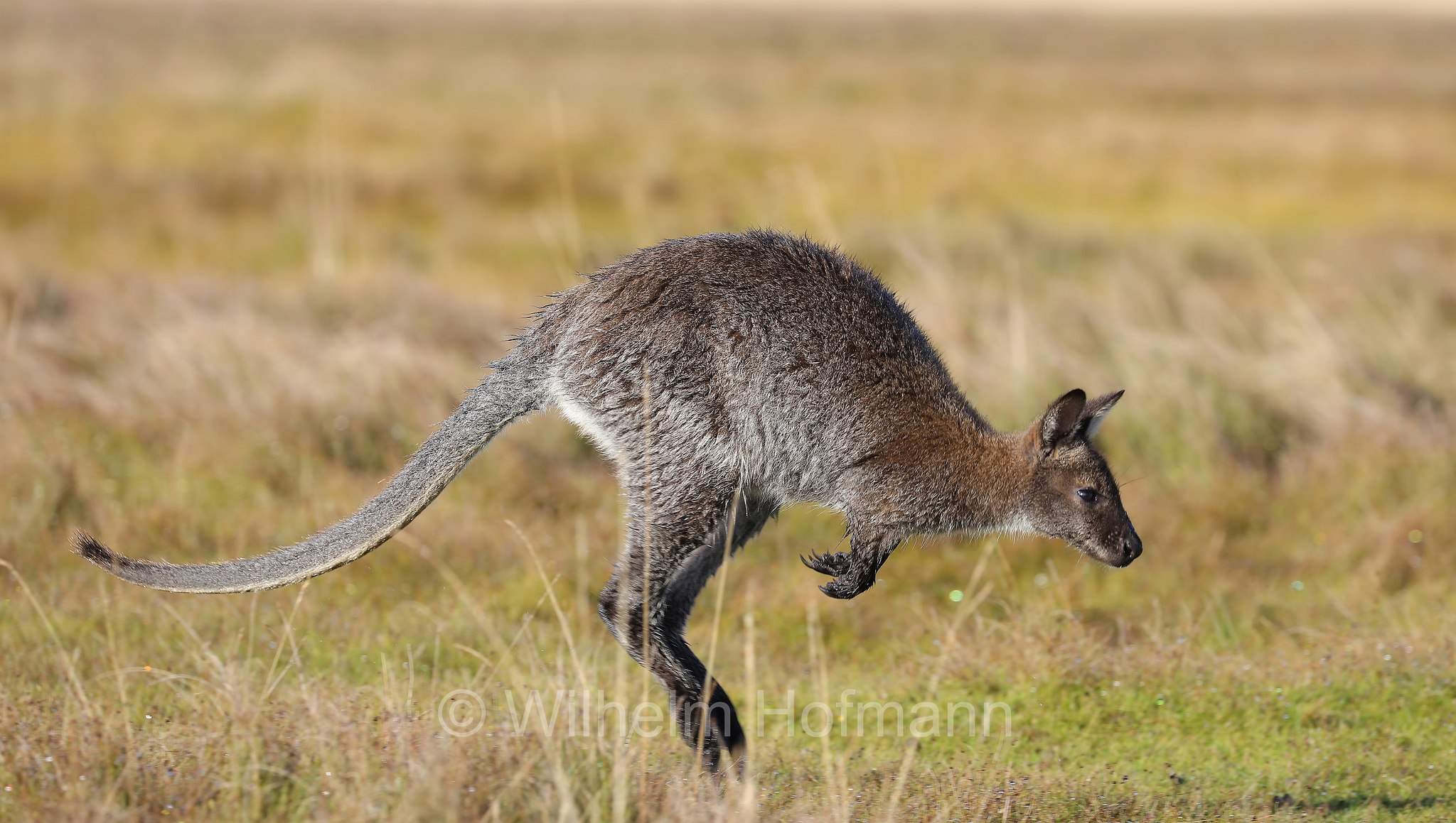 red-necked wallaby, Bennett's wallaby, Rotnackenwallaby, Bennett-Wallaby, Bennett-Känguru, wallaby dal collo rosso, wallaby di Bennet, Notamacropus rufogriseus, Narawntapu National Park, Narawntapu-Nationalpark, parco nazionale Narawntapu, Tasmania, Tasmanien, Australia, Austalien