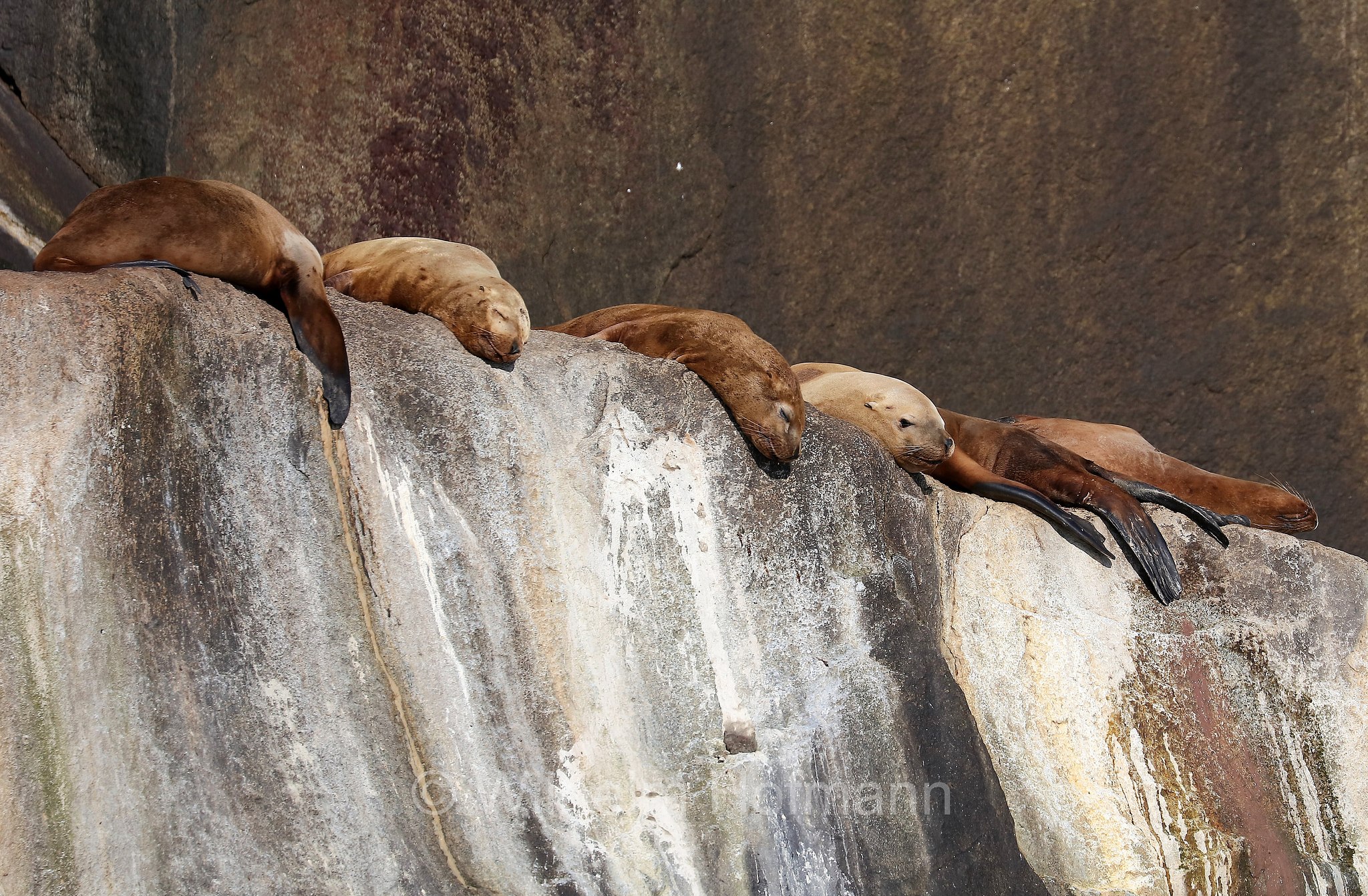 Ochotona collaris, Steller sea lion, Steller's sea lion, northern sea lion, Stellerscher Seelöwe, Steller-Seelöwe, leone marino di Steller, Kenai Fjords National Park, Kenai-Fjords-Nationalpark, Parco nazionale dei Fiordi di Kenai, Alaska, USA