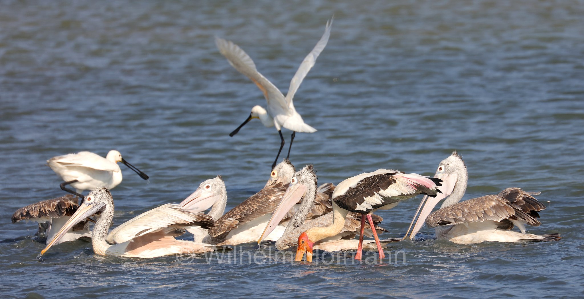 spot-billed pelican, gray pelican, Graupelikan, Philippinenpelikan, Fleckschnabelpelikan, pellicano delle Filippine, Pelecanus philippensis, Sri Lanka, Bundala National Park, Bundala Nationalpark, Parco nazionale Bundala