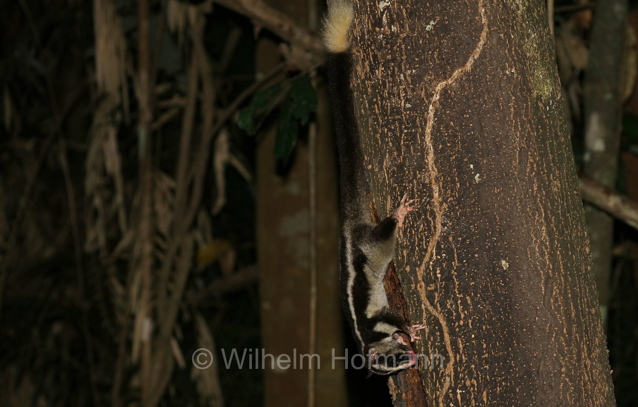 Dactylopsila trivirgata, striped possum, common striped possum, Großer Streifenbeutler, opossum striato grande, Crater Lakes National Park, Crater-Lakes-Nationalpark, Queensland, Australia, Australien