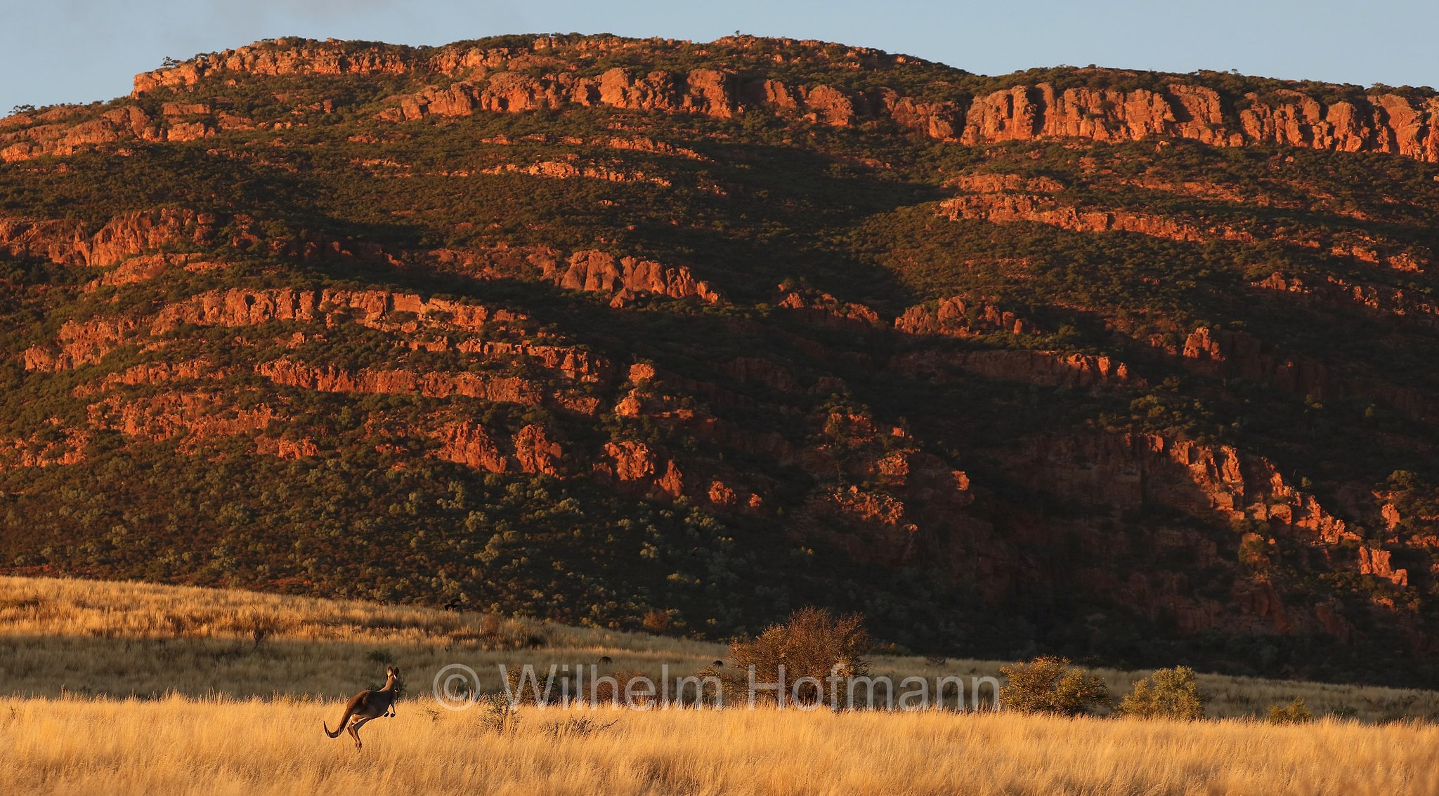 red kangaroo, Rotes Riesenkänguru, canguro rosso, Osphranter rufus, Wilpena Pound, Ikara–Flinders Ranges National Park, Ikara-Flinderskette-Nationalpark, parco nazionale Monti Flinders, South Australia, Südaustralien, Australia Meridionale, Australia, Australien
