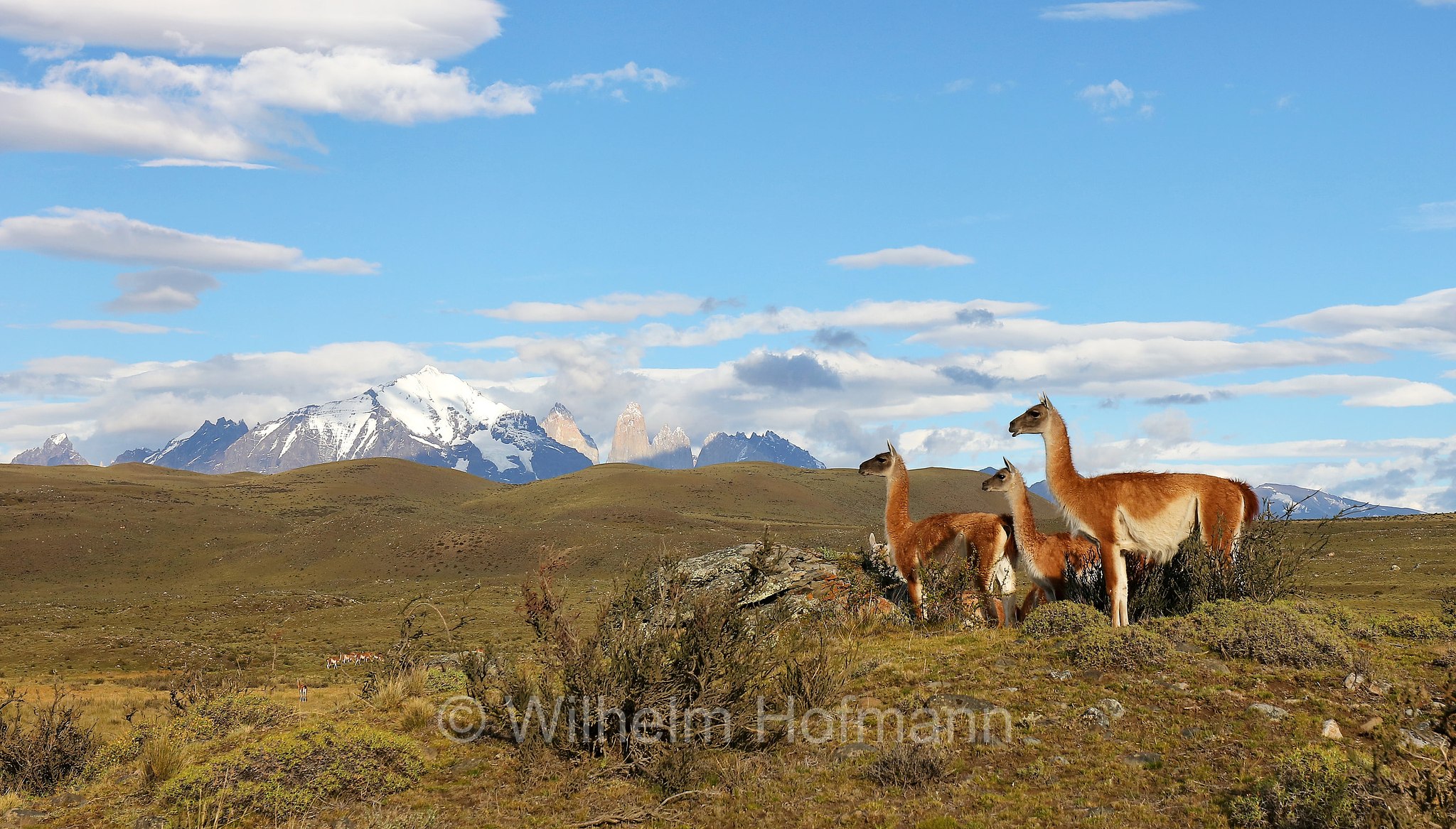 guanaco, Guanako, Huanako, Lama guanicoe, Torres del Paine National Park, Patagonia, Patagonien, Chile, Cile