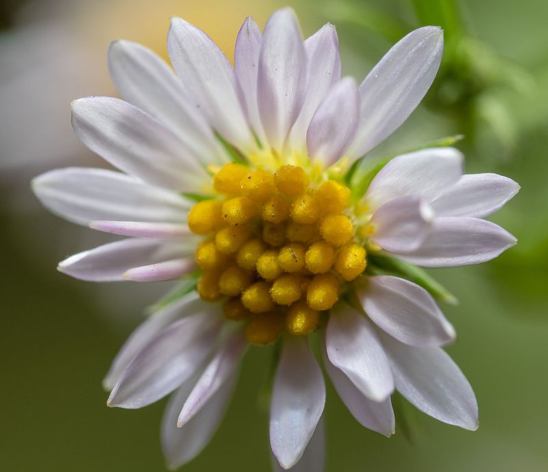 Pretty Flowers