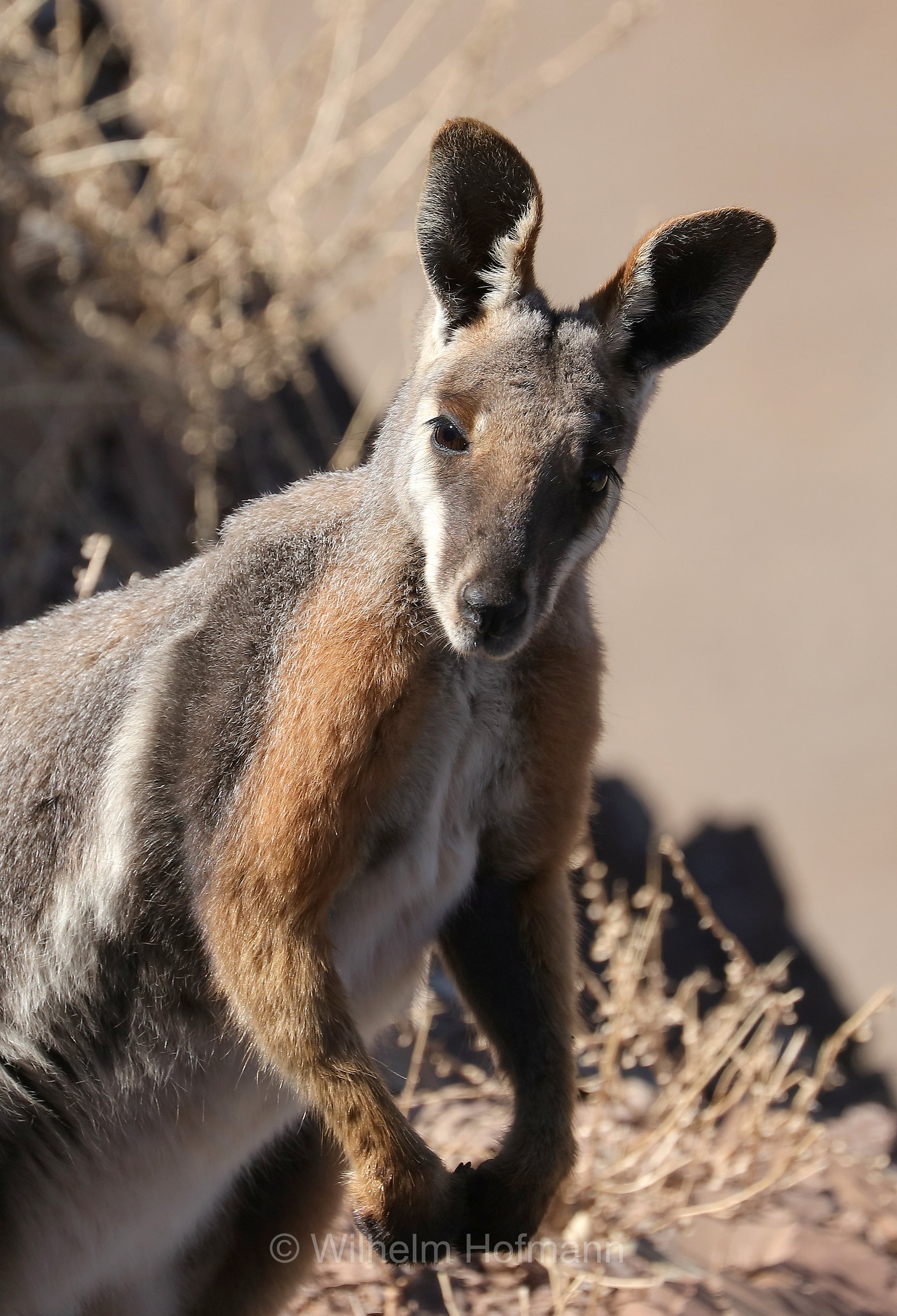 yellow-footed rock-wallaby, ring-tailed rock-wallaby, Gelbfuß-Felskänguru, wallaby delle rocce dai piedi gialli, Petrogale xanthopus, Brachina Gorge, Ikara–Flinders Ranges National Park, Ikara-Flinderskette-Nationalpark, parco nazionale Monti Flinders, South Australia, Südaustralien, Australia Meridionale, Australia, Australien