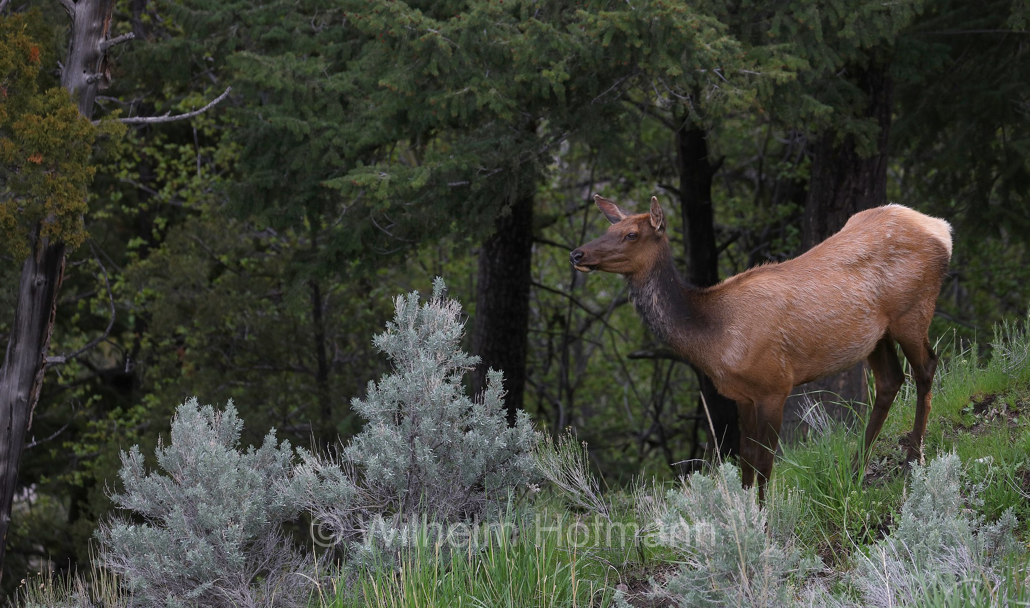 Cervus canadensis nelsoni, Rocky Mountain elk, Rocky-Mountain-Wapiti, wapiti delle Montagne Rocciose, Mammoth Hot Springs, Yellowstone National Park, Yellowstone-Nationalpark﻿, parco nazionale di Yellowstone, Wyoming, USA