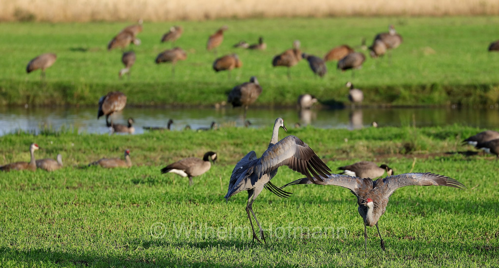 Antigone canadensis, Grus canadensis, sandhill crane, Kanadakranich, gru canadese, Creamer's Field Migratory Waterfowl Refuge, Fairbanks, Alaska, USA