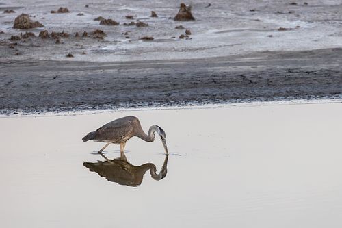 BIRD PHOTOGRAPHY