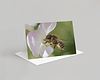 Bee Card Pack