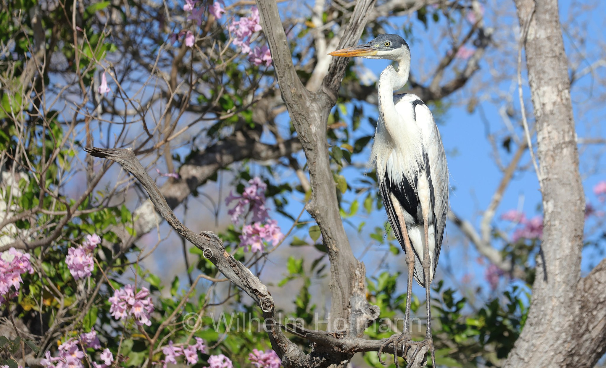 cocoi heron, Cocoireiher, airone cocoi, Ardea cocoi, Pantanal, Mato Grosso, Brazil, Brasil, Brasile, Brasilien, Rio Sararé