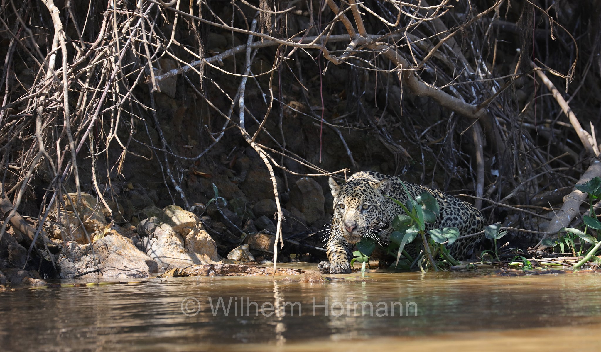 Jaguar, ﻿giaguaro, Panthera onca, Parque Estadual Encontro das Águas, Pantanal, Mato Grosso, Brazil, Brasil, Brasile, Brasilien