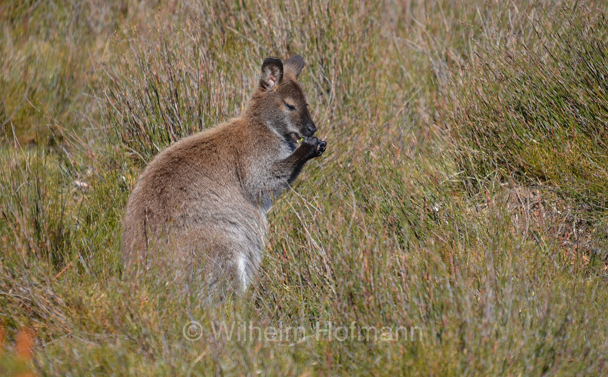 red-necked wallaby, Bennett's wallaby, Rotnackenwallaby, Bennett-Wallaby, Bennett-Känguru, wallaby dal collo rosso, wallaby di Bennet, Notamacropus rufogriseus, Cradle Mountain National Park, Cradle Mountain-Lake St Clair National Park, Cradle-Mountain-Lake-St.-Clair-Nationalpark, Parco nazionale del monte Cradle-lago St Clair, Tasmania, Tasmanien, Australia, Australien