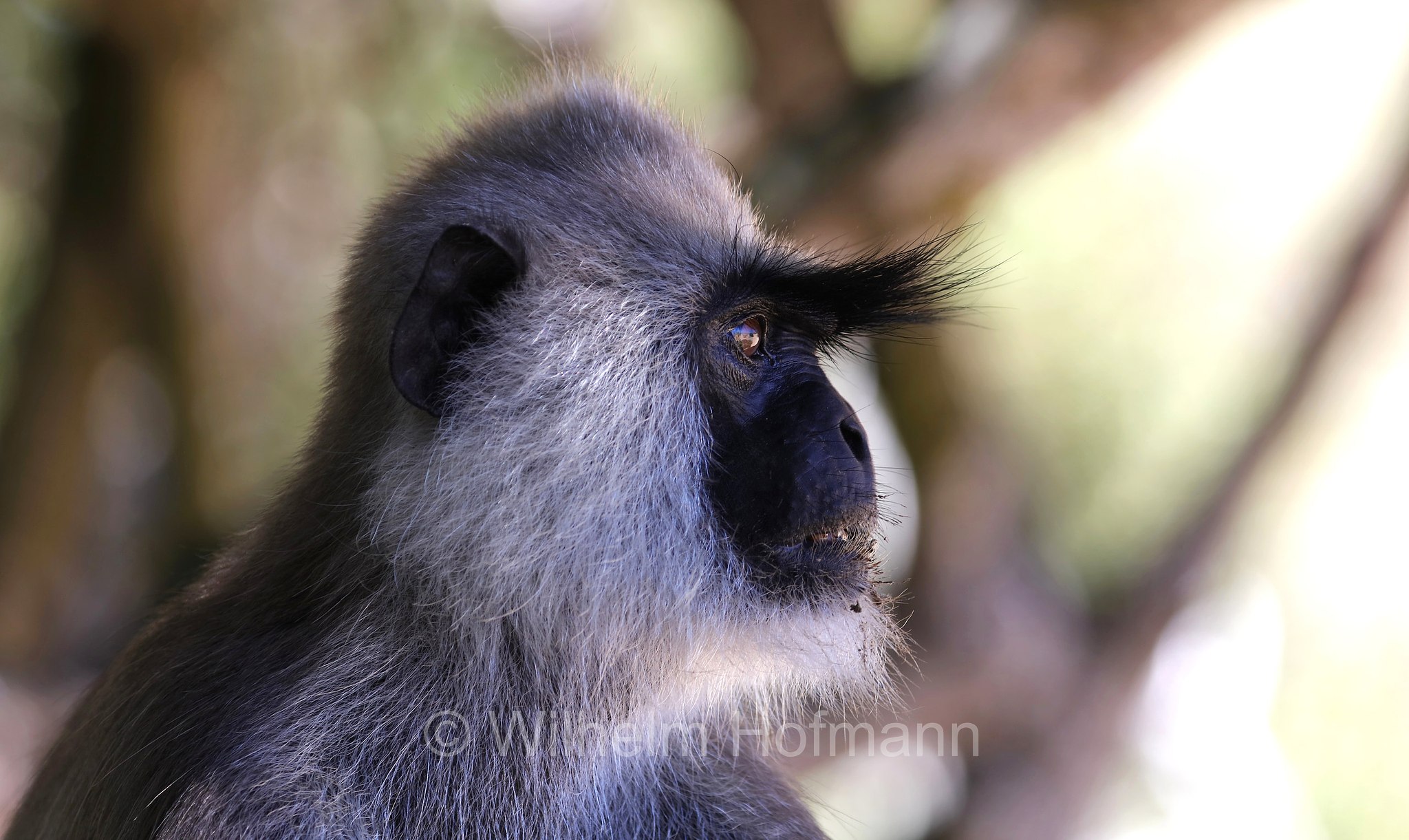 tufted gray langur, Madras gray langur, Coromandel sacred langur, Südlicher Hanuman-Langur, entello dal ciuffo, Semnopithecus priam, Sri Lanka, Southern Province, Hambantota, Hambantota District﻿, Palatupana Beach