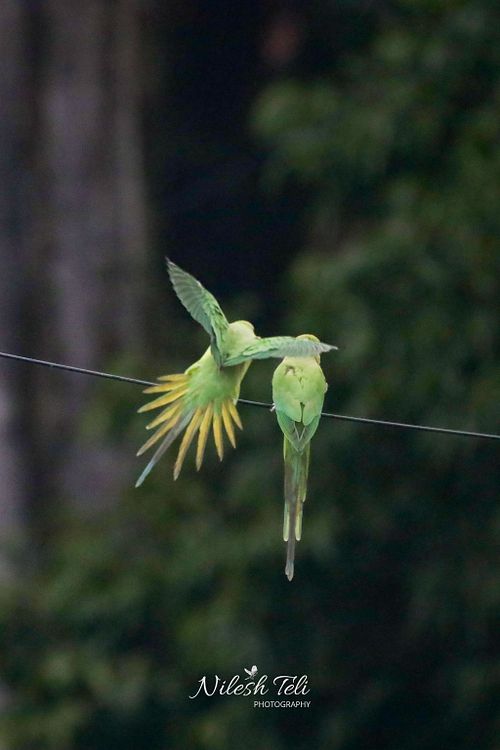 BIRDS