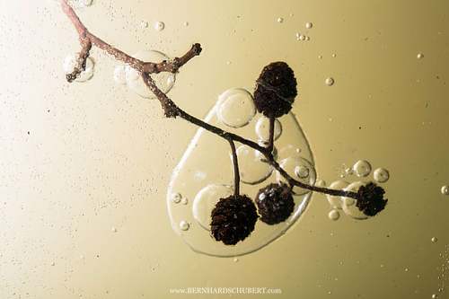 Alnus glutinosa - Black alder