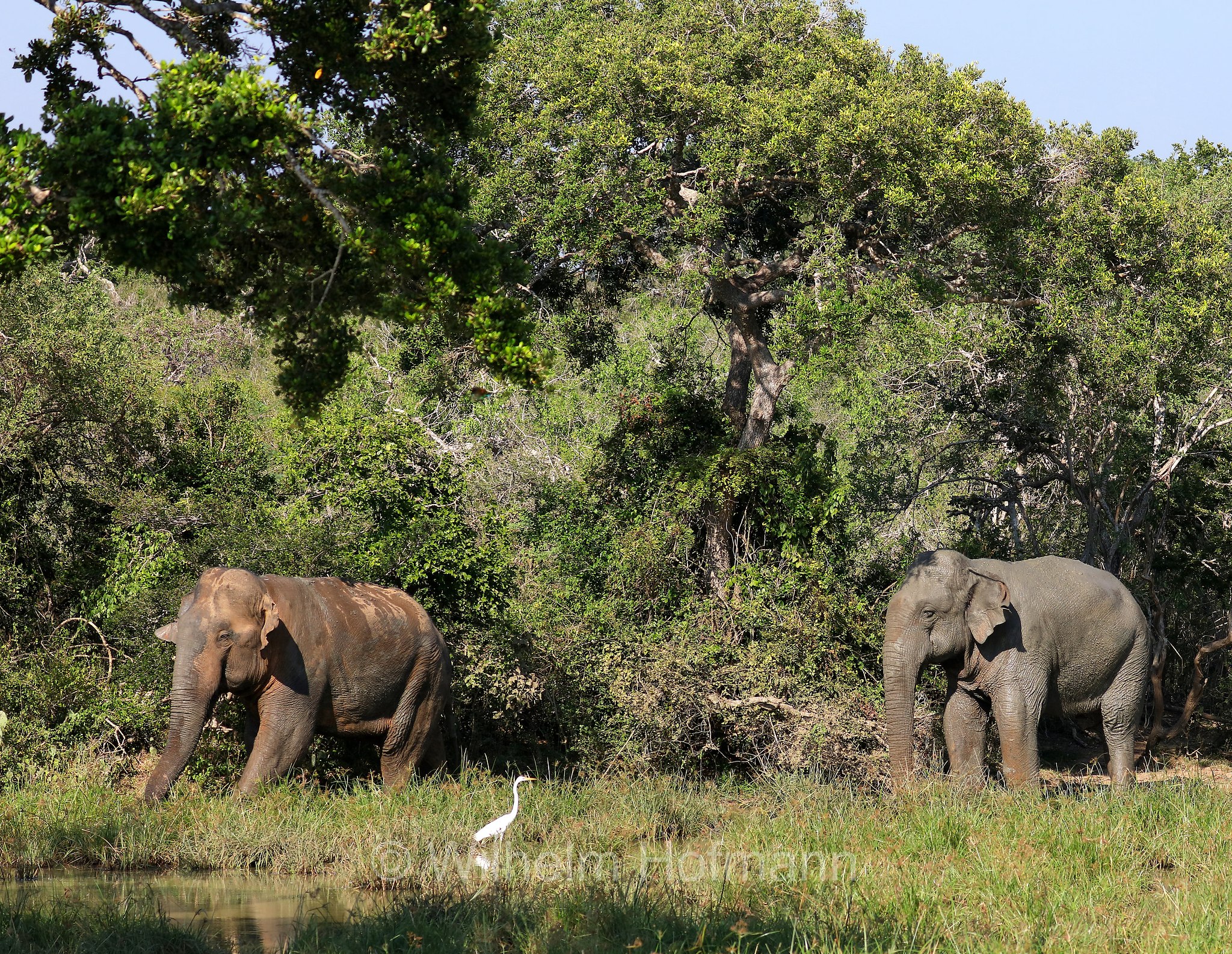 Sri Lankan elephant, Sri-Lanka-Elefant, Ceylon-Elefant, elefante dello Sri Lanka, Elephas maximus maximus, Sri Lanka, Bundala National Park, Bundala Nationalpark, Parco nazionale Bundala