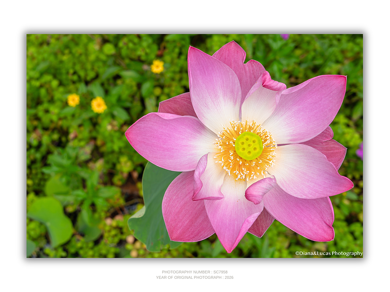 THE ONE - WILDLIFE & NATURE - "Lotus Crown" - LIMITED EDITION 5 of 5