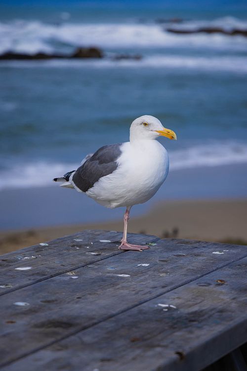 Seaside Gull