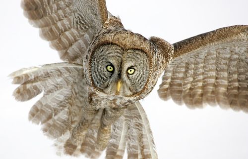 Great Gray Owl photo by Ethan Meleg