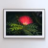 THE ONE - WILDLIFE & NATURE - "Powder Puff" - LIMITED EDITION 4 of 5