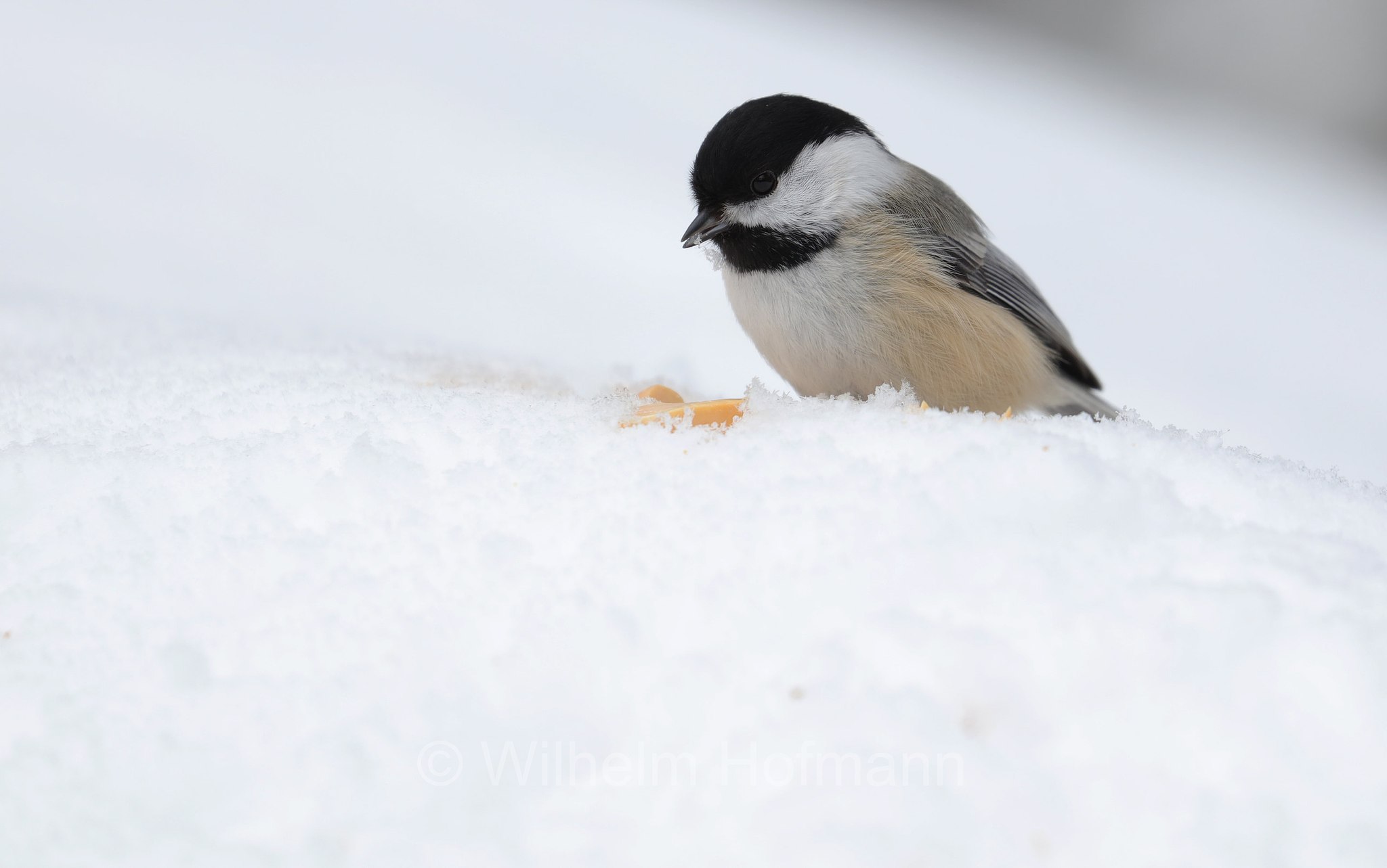 Poecile atricapillus, black-capped chickadee, Schwarzkopfmeise, cincia capinera, cincia dal cappuccio nero, Costello Creek, Algonquin Provincial Park, Parco provinciale di Algonquin, Ontario, Canada, Kanada