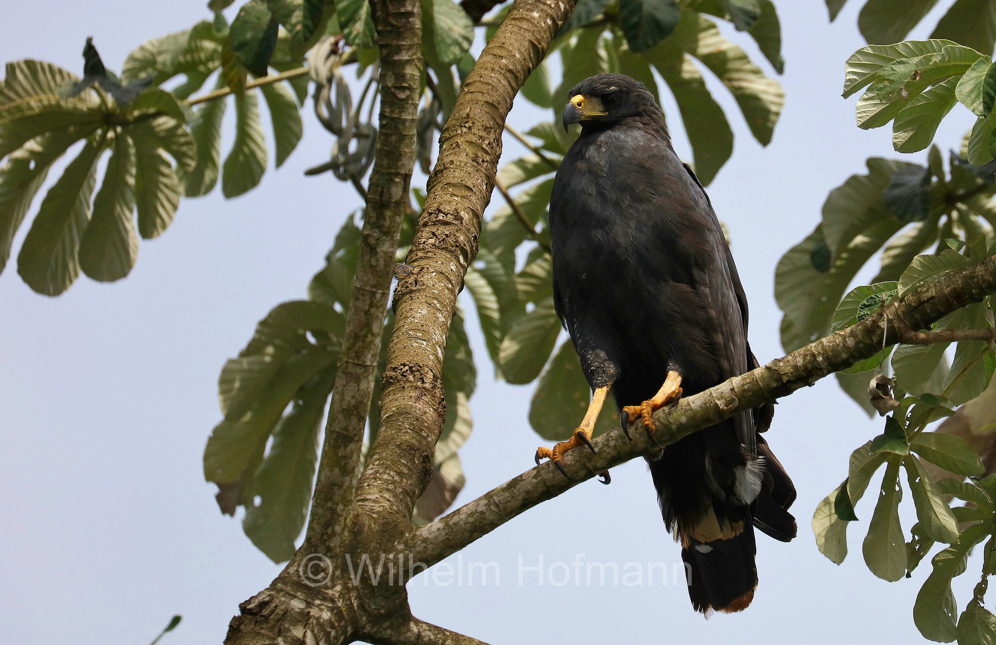 great black hawk, Schwarzbussard, poiana nera maggiore, Buteogallus urubitinga, Iguazu River, Rio Iguassu, Rio Iguaçu, Río Iguazú, Fiume Iguazú, Misiones, Argentina, Argentinien