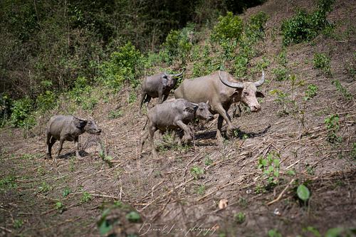 The elephants are cared for by the family of Mr. Athiwat Suthisupkun,