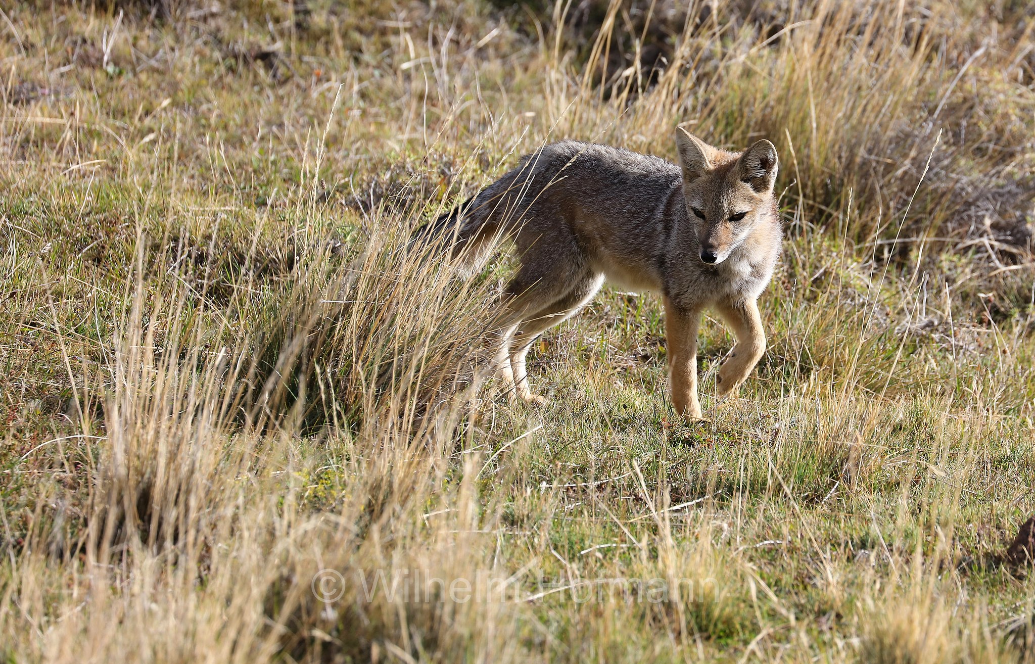 South American gray fox, Patagonian fox, chilla, zorro gris, Argentinischer Kampfuchs, Patagonischer Fuchs, Grauer Andenfuchs, Chilla, chilla, volpe grigia sudamericana, volpe grigia argentina, Lycalopex griseus, Torres del Paine National Park, Patagonia, Patagonien, Chile, Cile
