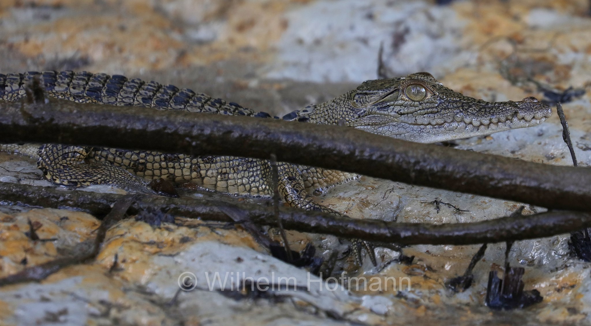 Crocodylus porosus, saltwater crocodile, Leistenkrokodil, Salzwasserkrokodil, coccodrillo marino, coccodrillo estuarino, Daintree River, Daintree National Park, Daintree-Nationalpark, parco nazionale di Daintree, Queensland, Australia, Australien