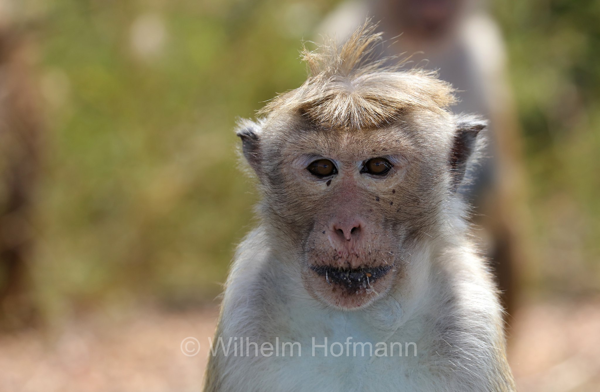 toque macaque, Ceylon-Hutaffe, macaco dal berretto, ﻿Macaca sinica, Kirinda, Sri Lanka