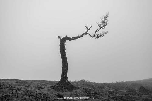 Toter Lorbeerbaum