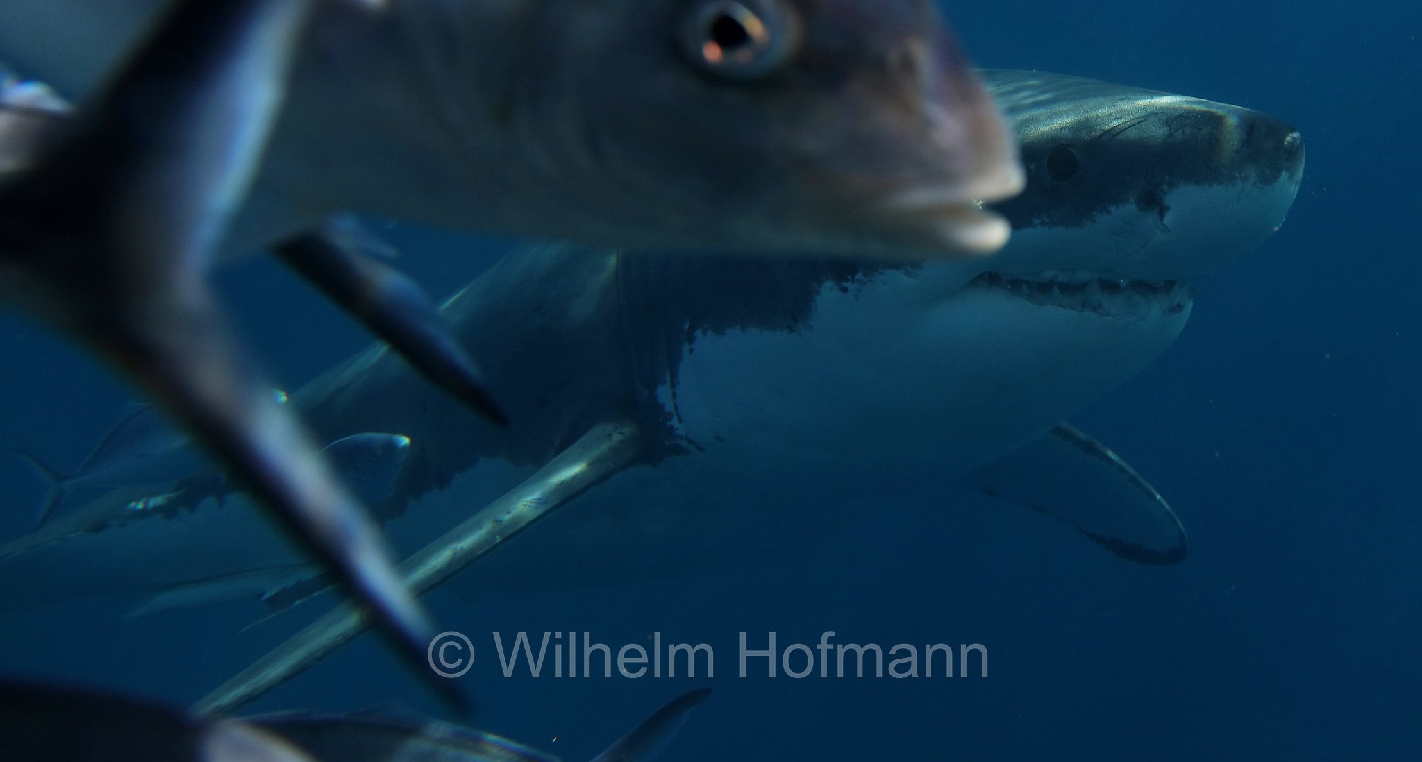 great white shark, great white, white shark, white pointer, Weißer Hai, Weißhai, Menschenhai, grande squalo bianco, carcarodonte, squalo bianco, Carcharodon carcharias, Neptune Islands, South Australia, Südaustralien, Australia Meridionale, Australia, Australien