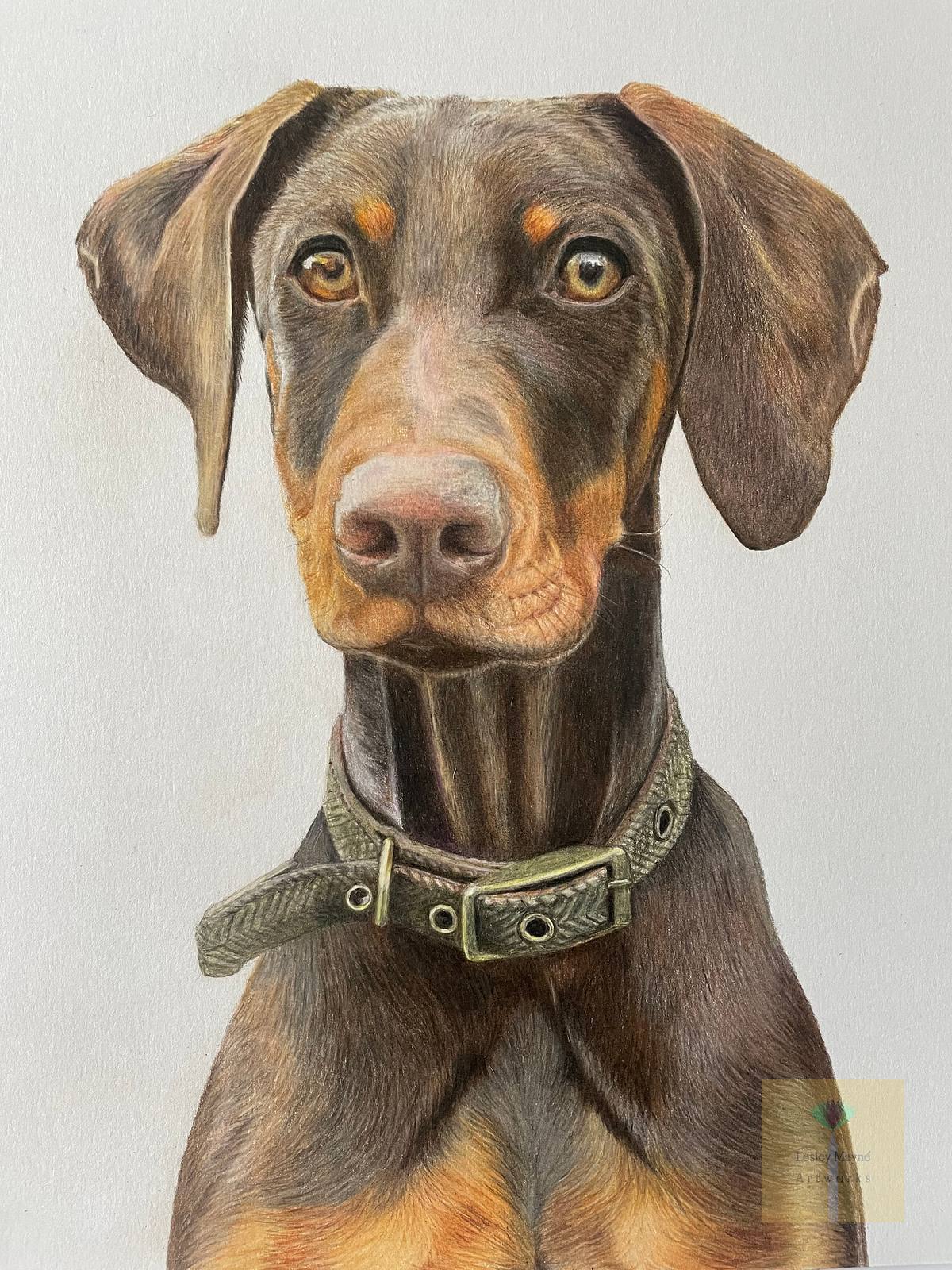 Doberman, Doberman pet portrait, Red and rust Doberman, brown Doberman looking alert, pet portrait of chocolate Doberman
