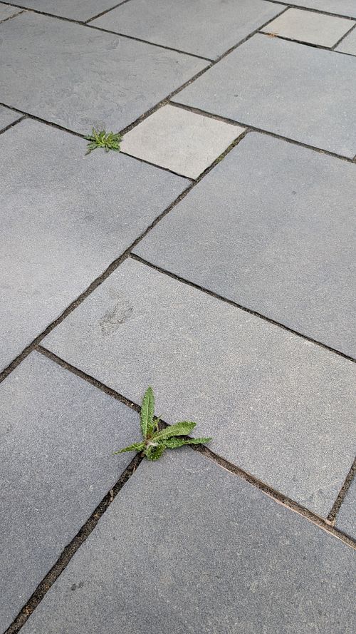 Surface Repointing