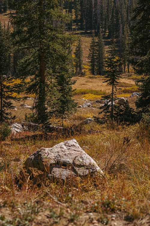 Rocky Meadow