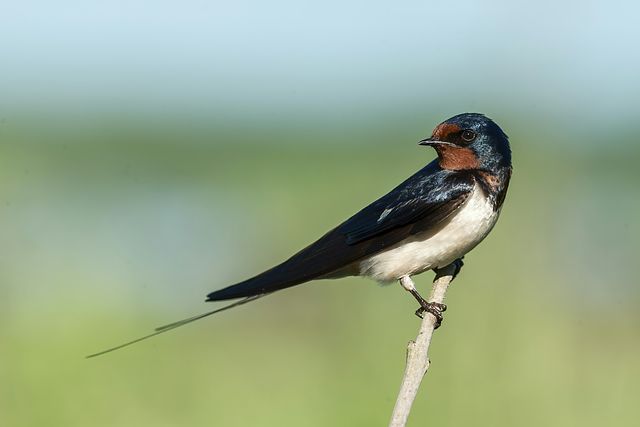 How to Photograph Birds? Beginner Bird Photography Tips