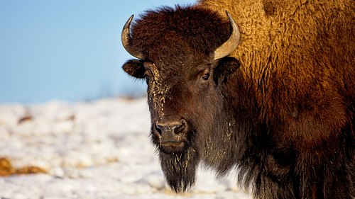 Bison of Easter WA