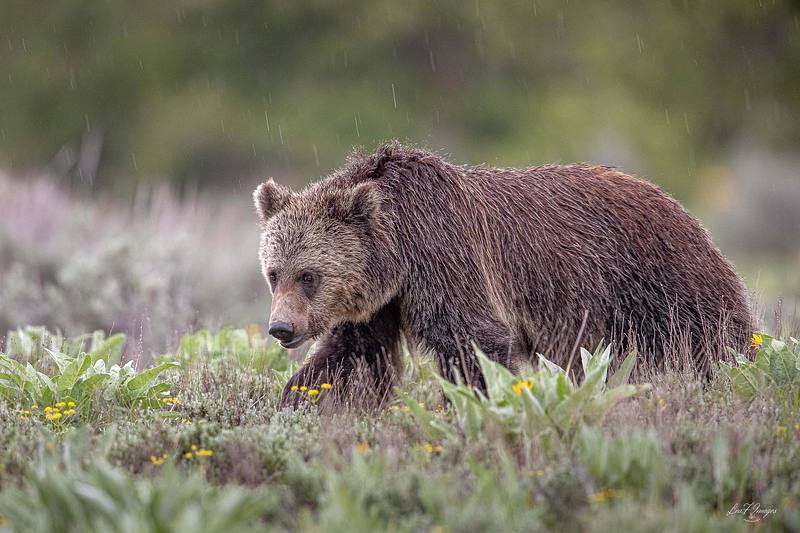 Singing in the Rain (Grizzly Bear)