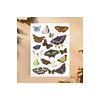 British and European Butterfly Study | Art Print | with Names