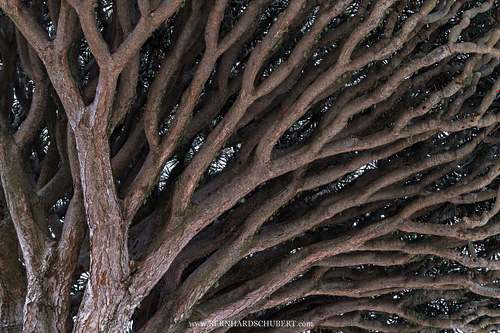 Branched Drago