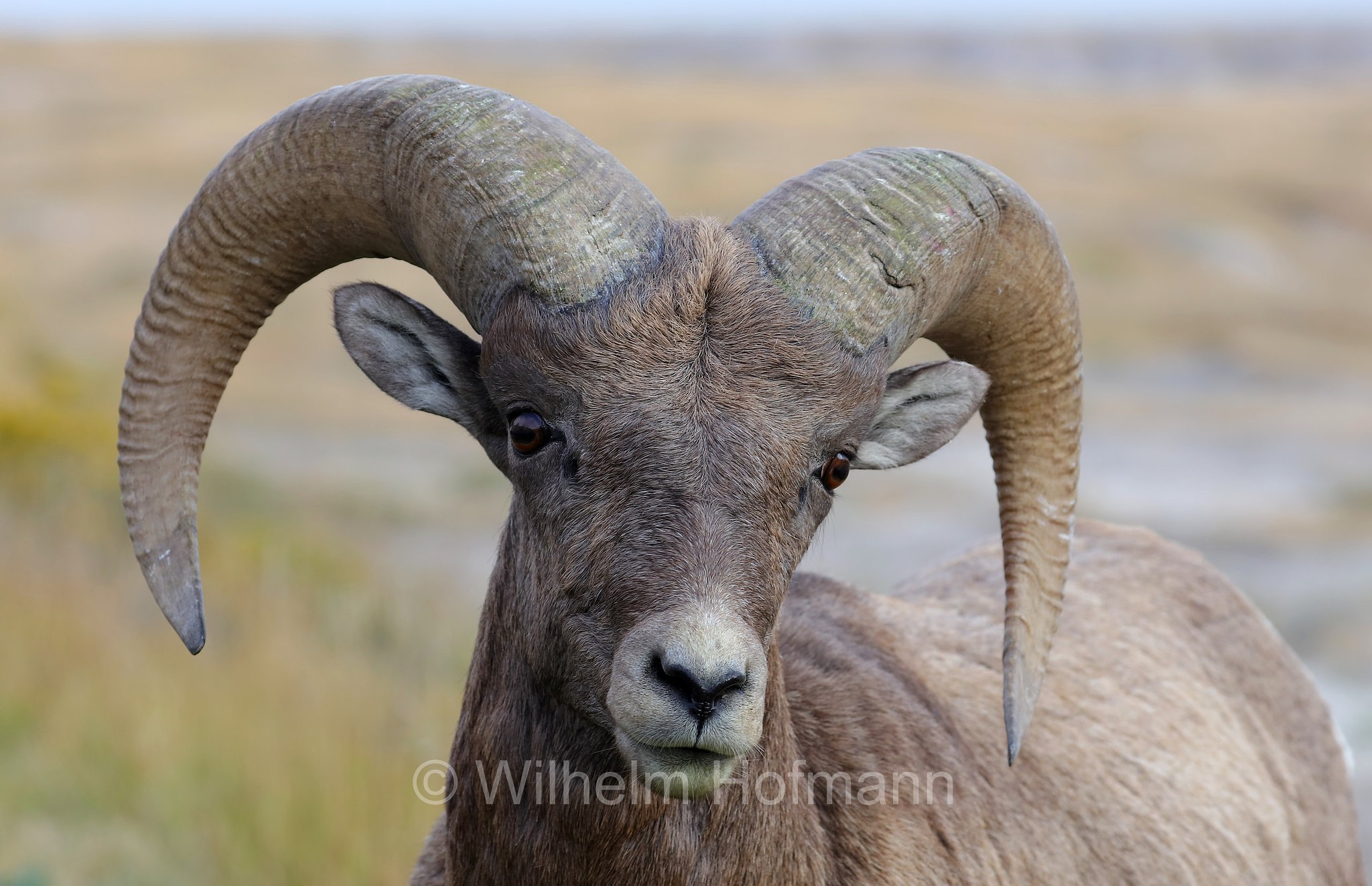 Ovis canadensis canadensis, Rocky Mountain bighorn sheep, Rocky-Mountains-Dickhornschaf, bighorn delle Montagne Rocciose, Ancient Hunters Overlook, Badlands National Park, Badlands-Nationalpark, parco nazionale delle Badlands, South Dakota, Dakota del Sud, USA