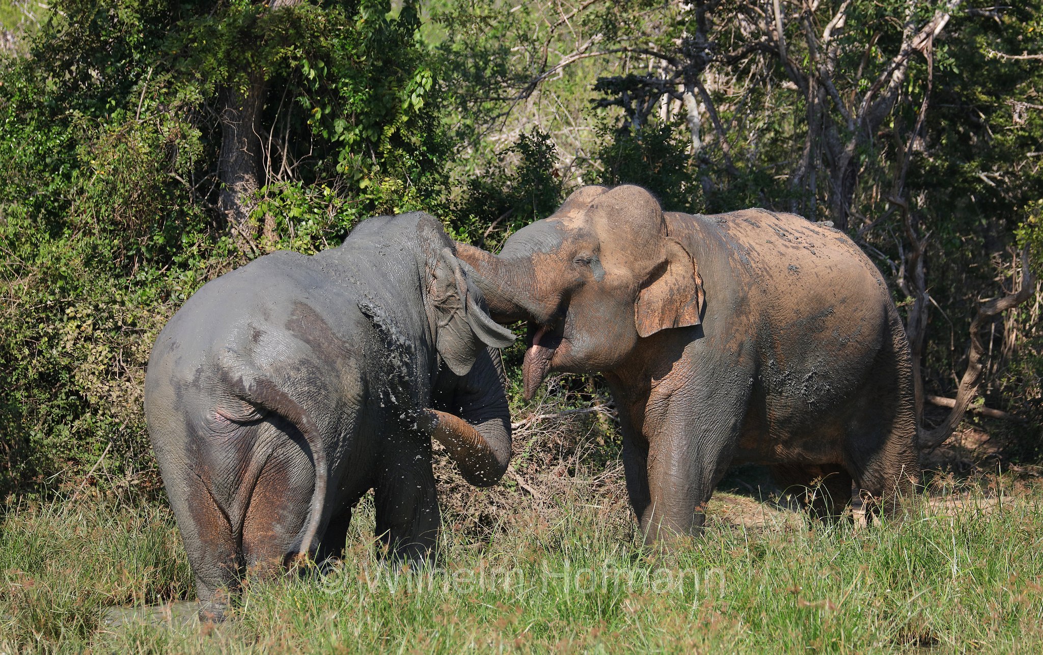 Sri Lankan elephant, Sri-Lanka-Elefant, Ceylon-Elefant, elefante dello Sri Lanka, Elephas maximus maximus, Sri Lanka, Bundala National Park, Bundala Nationalpark, Parco nazionale Bundala