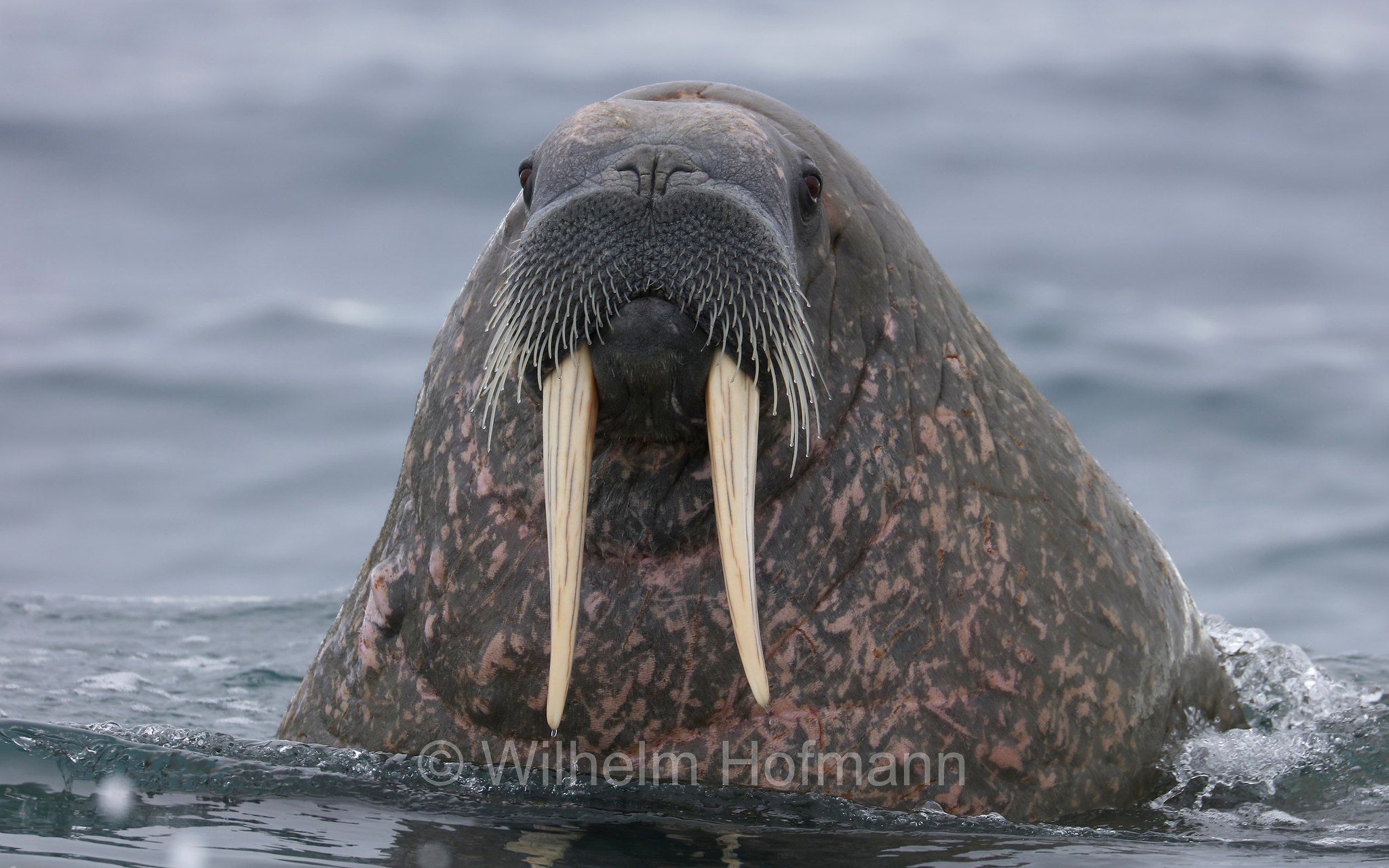 Odobenus rosmarus rosmarus, Atlantic walrus, Atlantisches Walross, tricheco dell'Atlantico, Forlandet National Park, Forlandet-Nationalpark, parco nazionale Forlandet, Prins Karls Forland, Prinz-Karl-Vorland, Svalbard, Spitzbergen, Norway, Norwegen, Norvegia