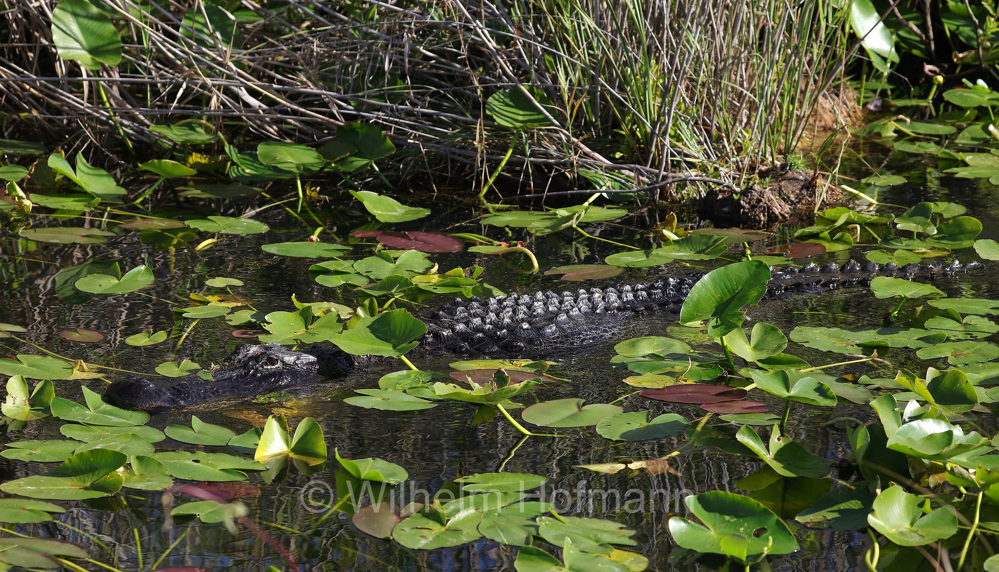 Alligator mississippiensis, American alligator, common alligator, gator, Mississippi-Alligator, Hechtalligator, alligatore del Mississippi, Anhinga Trail, Everglades National Park, Everglades-Nationalpark, Parco nazionale delle Everglades, Florida, USA