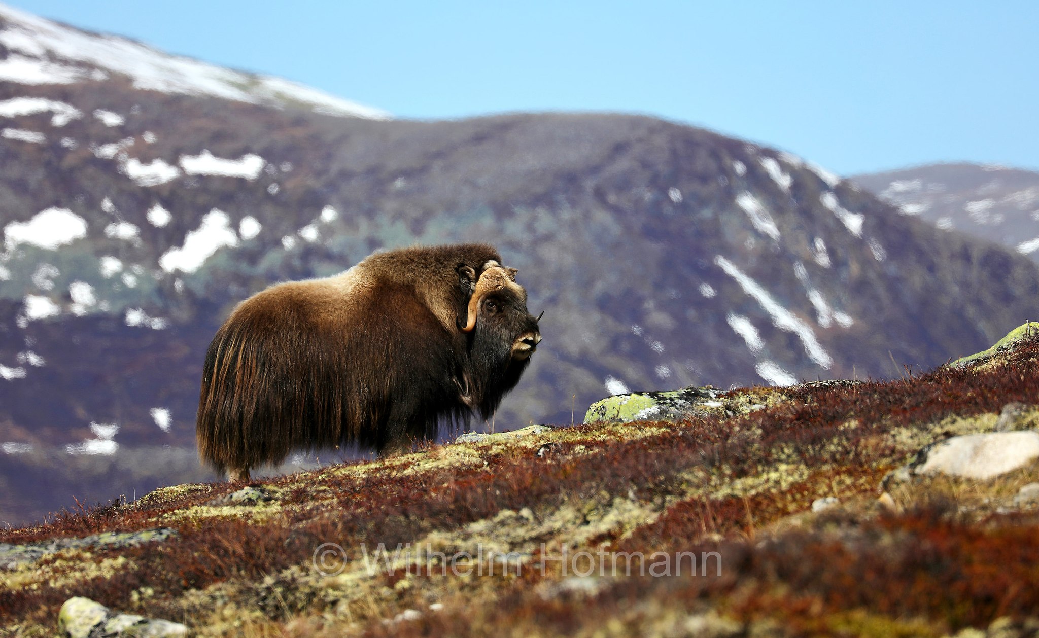 Ovibos moschatus, muskox, Moschusochse, Bisamochse, Schafsochse, bue muschiato, Dovrefjell–Sunndalsfjella National Park, Dovrefjell-Sunndalsfjella-Nationalpark, parco nazionale Dovrefjell-Sunndalsfjella, Norway, Norwegen, Norvegia