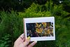 1summer painting series: Card Set of 4