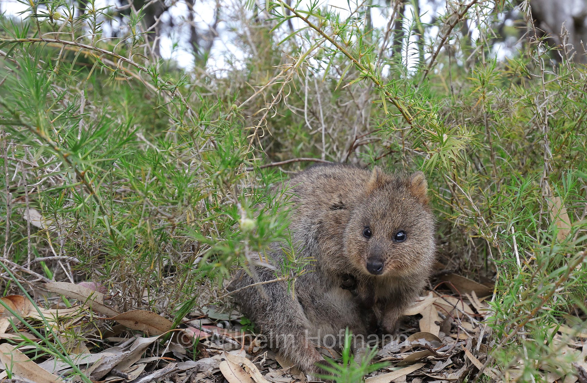 Setonix brachyurus, quokka, Quokka, Kurzschwanzkänguru, Rottnest Island, Rotto, Wadjemup, Isola Rottnest, Western Australia, Westaustralien, Australia Occidentale, Australia, Australien