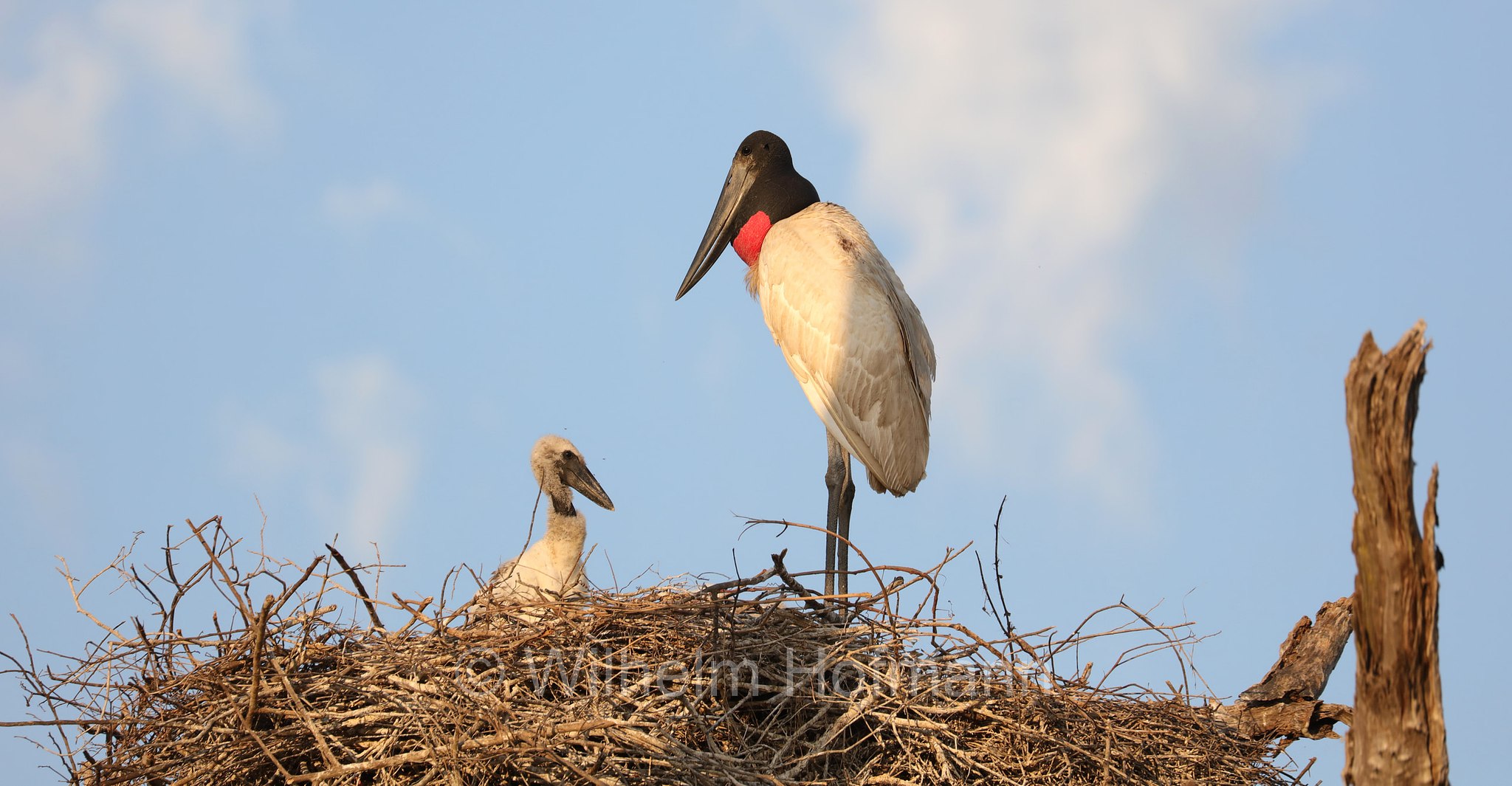 jabiru, jaburu, tuiuiú, tuim-de-papo vermelho, cauauá, Jabiru mycteria, Pantanal, Mato Grosso, Brazil, Brasil, Brasile, Brasilien